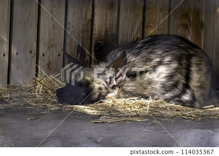 Sleeping Striped Hyena 114035367