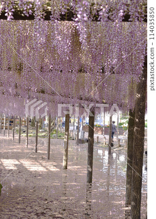 Wisteria in full bloom at Tsushima Tennogawa Park Wisteria in full bloom at Tsushima Tennogawa Park 114035850