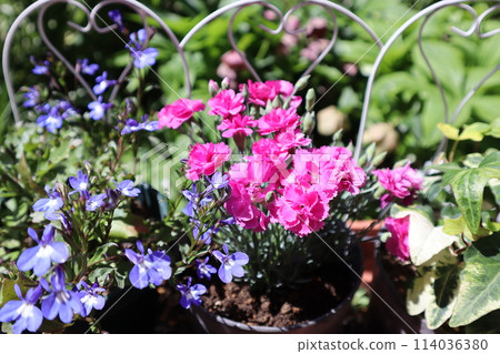 Pink flowers of Dianthus planted in a pot Pink flowers of Dianthus planted in a pot 114036380