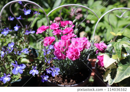 Pink flowers of Dianthus planted in a pot Pink flowers of Dianthus planted in a pot 114036382