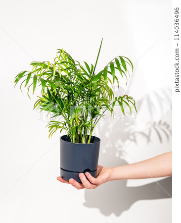 Hand hold house plant chamaedorea in a pot on a white isolated background. 114036496