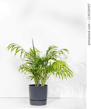 House plant chamaedorea in a pot on a white isolated background. 114036497