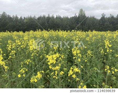 Yellow field planted with rapeseed 114036639