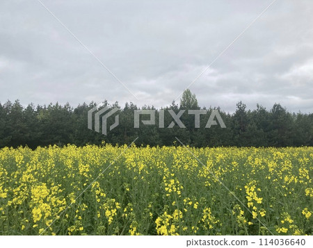 Yellow field planted with rapeseed 114036640
