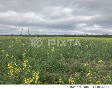 Yellow field planted with rapeseed 114036647