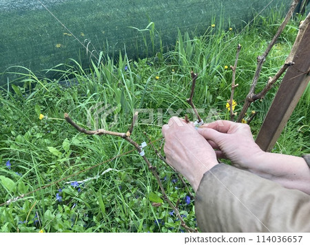 Garter of young grape stems Garter of young grape stems 114036657