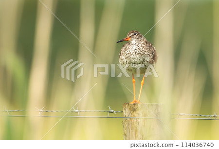 Common redshank standing on a fence post in wetlands Common redshank standing on a fence post in wetlands 114036740