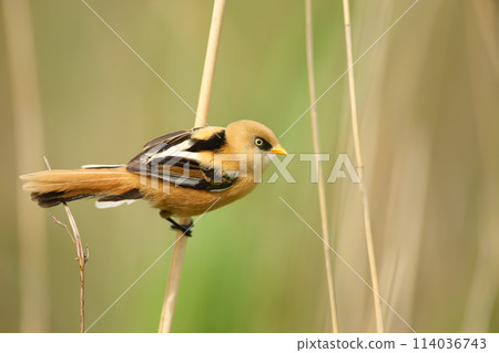 Bearded tit juvenile perched on a reed in wetlands 114036743
