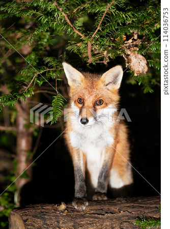 Portrait of a young red fox standing on a tree in a forest Portrait of a young red fox standing on a tree in a forest 114036753