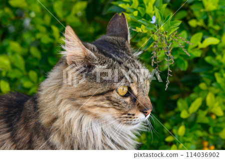 portrait of a serious cat similar to a Maine Coon against a background of green leaves 1 114036902