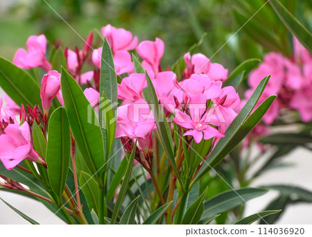 Blooming pink oleander flowers in the garden. Pink oleander nerium is an ornamental shrub. 1 Blooming pink oleander flowers in the garden. Pink oleander nerium is an ornamental shrub. 1 114036920