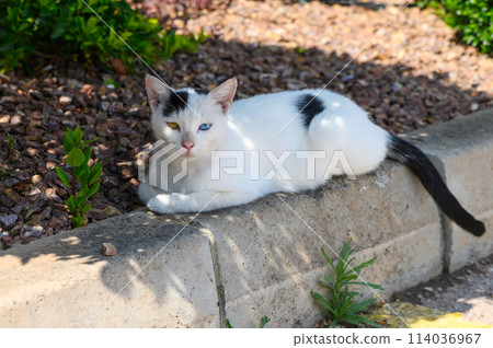 portrait of a cat with different colored eyes portrait of a cat with different colored eyes 114036967