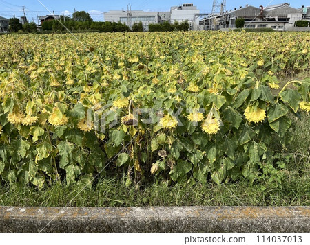 sunflower	 114037013