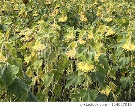 sunflower	 114037016