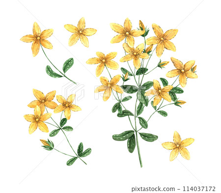 Watercolor set of yellow St. John's wort (tutsan) flowers. Hand drawn illustration on isolated background, suitable for menu design, packaging, poster, website, textile, invitation, brochure, textile. 114037172