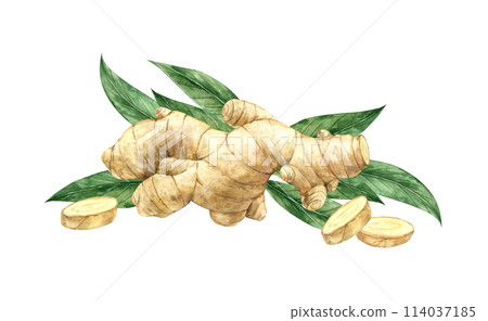 Watercolor drawing of juicy ginger with slices and green leaves. Illustration hand drawn on isolated background, suitable for menu design, packaging, poster, website, textile, invitation, brochure. Watercolor drawing of juicy ginger with slices and green leaves. Illustration hand drawn on isolated background, suitable for menu design, packaging, poster, website, textile, invitation, brochure. 114037185