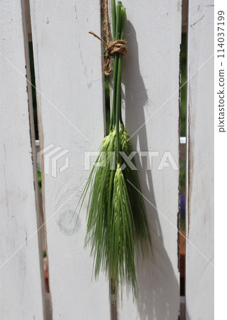 觀賞小麥花環 114037199