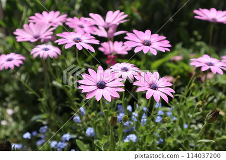 Osteospermum 的粉紅色花朵越冬 114037200