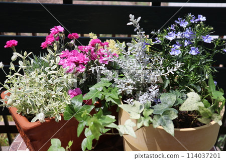 Pot of Dianthus and Lobelia flowers 114037201