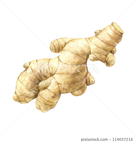 Watercolor illustration of juicy realistic ginger. Illustration hand drawn on isolated background, suitable for menu design, packaging, poster, website, textile, invitation, brochure. 114037218
