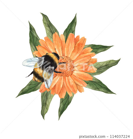 Watercolor composition with calendula, green leaves and large bumblebee. Illustration is hand drawn, suitable for menu design, packaging, poster, website, textile, invitation, brochure, textile. 114037224