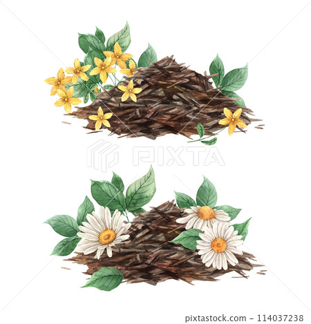 Watercolor tea composition with a slide of dry tea, green leaves, chamomile and tutsan. The illustration is hand drawn on an isolated background. Drawing for menu design, packaging, website, textile Watercolor tea composition with a slide of dry tea, green leaves, chamomile and tutsan. The illustration is hand drawn on an isolated background. Drawing for menu design, packaging, website, textile 114037238
