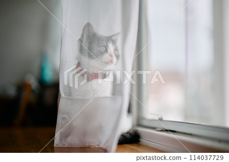 小貓在窗邊 114037729
