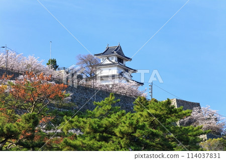 [Kagawa Prefecture] Marugame Castle in spring with cherry blossoms seen from the inner moat on the north side 114037831