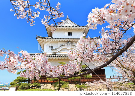 [香川縣] 春天櫻花盛開的丸龜城（現存天守閣和石牆名城） 114037838