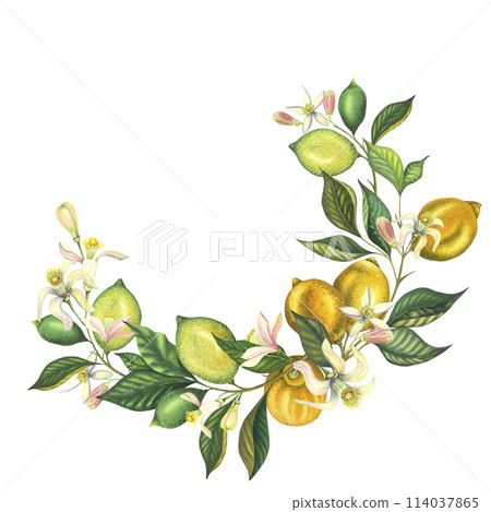 Watercolor lemon wreath branch with leaves, lemons, lime and flowers. Hand painted fresh yellow and green fruits, pink flower isolated on white background. Fresh fruits illustration for design, print 114037865