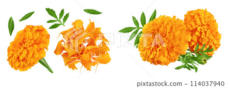 fresh marigold or tagetes erecta flower isolated on white background with full depth of field. Top view. Flat lay fresh marigold or tagetes erecta flower isolated on white background with full depth of field. Top view. Flat lay 114037940
