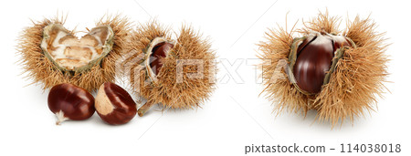 opened sweet chestnut in its spiky husk isolated on white 114038018