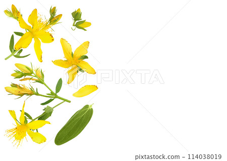 saint john's wort or Hypericum flowers isolated on white background. Top view with copy space for your text. Flat lay saint john's wort or Hypericum flowers isolated on white background. Top view with copy space for your text. Flat lay 114038019
