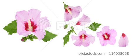 Pink hibiscus flower isolated on white background. Top view with copy space for your text. Flat lay. 114038068