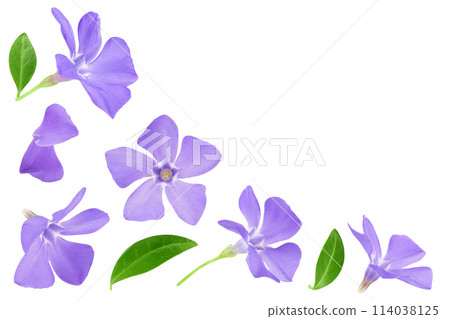 wild periwinkle flowers isolated on white background. Top view with copy space for your text. Flat lay. 114038125