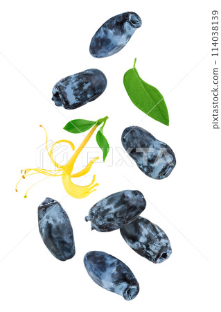 Fresh honeysuckle blue berry isolated on white background with full depth of field. Top view. Flat lay. 114038139