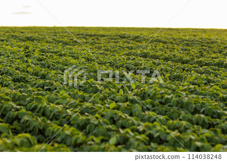 Agriculture. Soybean green plants growing in rows in cultivated field. Organic farming. Agricultural soy vegetable plantation, healthy food. Modern agribusiness. Bio lifestyle farmland Agriculture. Soybean green plants growing in rows in cultivated field. Organic farming. Agricultural soy vegetable plantation, healthy food. Modern agribusiness. Bio lifestyle farmland 114038248