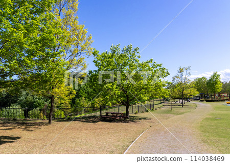 Early summer at Kannonyama Family Park in Takasaki, Gunma Prefecture 114038469