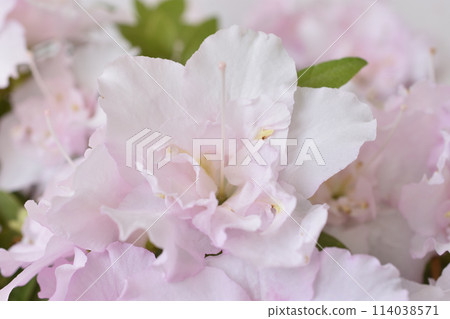 Azalea 114038571