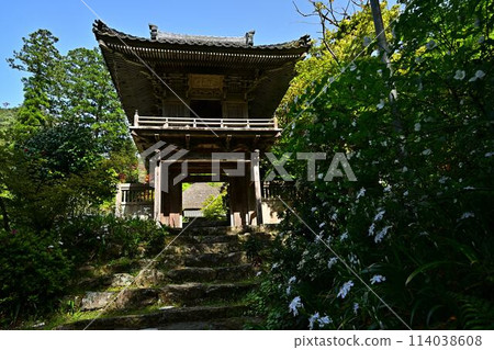 岩瀧寺的新綠 114038608