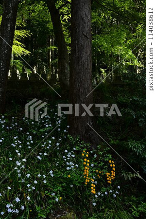 岩瀧寺的夏迦花 114038612