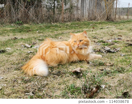 A red-haired cat with fluffy long hair and yellow eyes looks away and lies on the green grass among dry leaves on a spring evening A red-haired cat with fluffy long hair and yellow eyes looks away and lies on the green grass among dry leaves on a spring evening 114038678