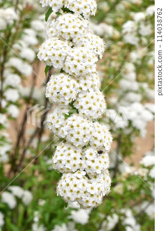 Kodemari 花 Kodemari 花 114038762