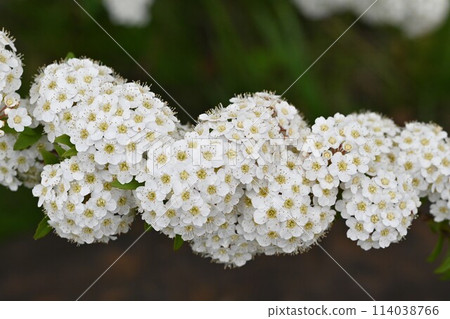 Kodemari 花 114038766