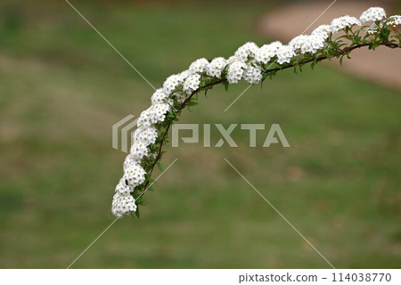 Kodemari flower Kodemari flower 114038770