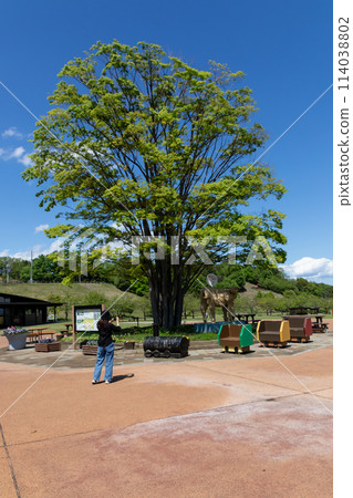 Early summer at Kannonyama Family Park in Takasaki, Gunma Prefecture 114038802