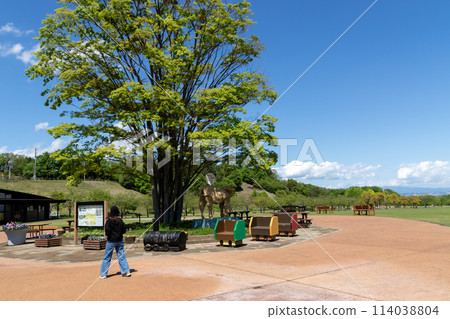 Early summer at Kannonyama Family Park in Takasaki, Gunma Prefecture 114038804