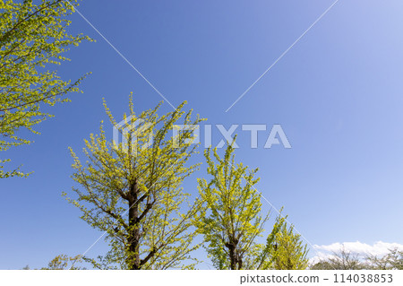 群馬縣高崎市初夏觀音山家庭公園，藍天綠樹 114038853