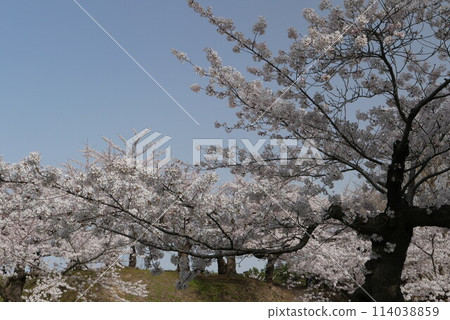 Cherry blossoms in full bloom shining in the blue sky Cherry blossoms in full bloom shining in the blue sky 114038859
