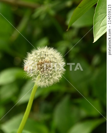 新鮮綠樹背景下的蒲公英棉帽 114039115